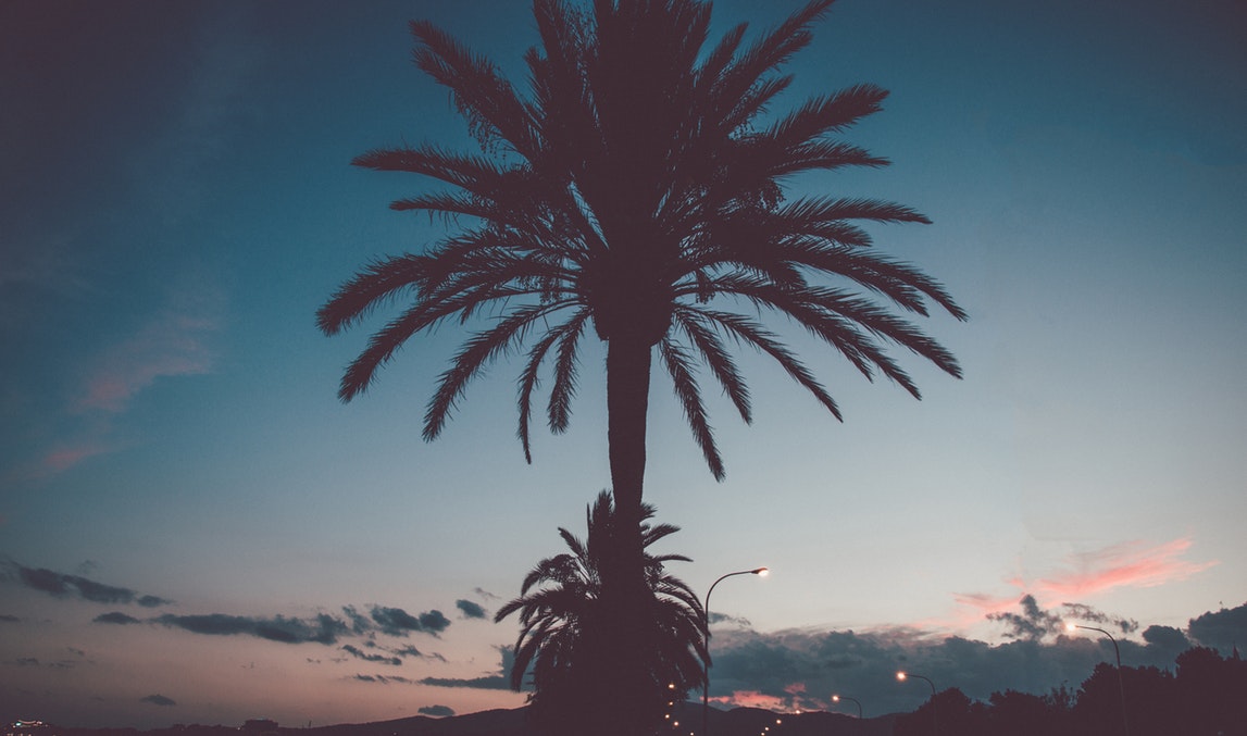 palmier Majorque
