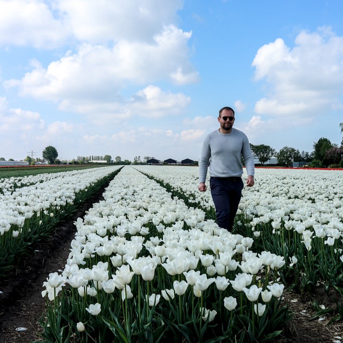 champs tulipes